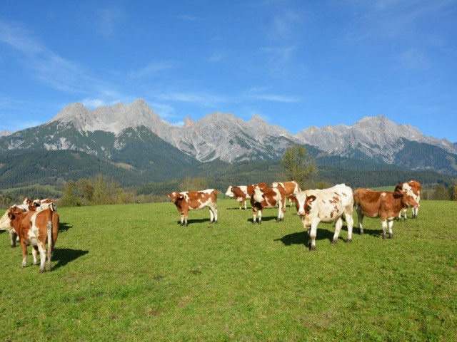 Chalet Steinerner Meer Blick