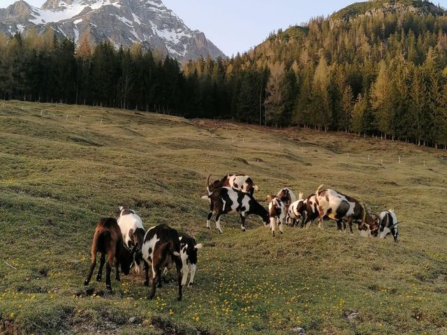 Pochergütl